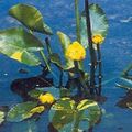 Photo Southern Spatterdock, Yellow Pond Lily, Yellow Cow Lily description, characteristics and growing
