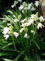 Photo Spanish Bluebell, Wood Hyacinth description, characteristics and growing