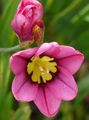 rosa Sparaxis, Harlequin Blomma Fil, uppodling och beskrivning, egenskaper och odling