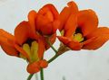 Foto Sparaxis, Harlekin Blumen Beschreibung, Merkmale und wächst