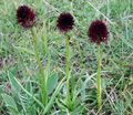 Foto Art Orchidee, Schwarzes Kohlröschen, Schwarz Gymnadenia Beschreibung, Merkmale und wächst