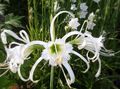 white Garden Flowers Spider Lily, Ismene, Sea Daffodil, Hymenocallis Photo, cultivation and description, characteristics and growing