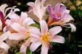 Photo Spider Lily, Surprise Lily description, characteristics and growing