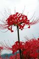 Foto Spinnenlilie, Lilie Überraschung Beschreibung, Merkmale und wächst