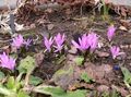 Photo Spring Meadow Saffron description, characteristics and growing