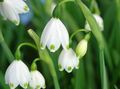 balts Dārza Ziedi Pavasaris Sniegpārslas, St. Agnes 'flower, Leucojum Foto, audzēšana un apraksts, raksturlielumi un augošs