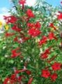 rojo Flores de jardín Ciprés De Pie, Gilia Escarlata, Ipomopsis Foto, cultivo y descripción, características y cultivación