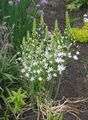 balts Dārza Ziedi Zvaigzne-Of-Betlēmes, Ornithogalum Foto, audzēšana un apraksts, raksturlielumi un augošs