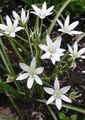 weiß Gartenblumen Sterne-Of-Bethlehem, Ornithogalum Foto, Anbau und Beschreibung, Merkmale und wächst