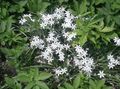 branco Flores do Jardim Star-De-Belém, Ornithogalum foto, cultivo e descrição, características e crescente
