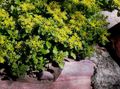 κίτρινος Λουλούδια κήπου Stonecrop, Sedum φωτογραφία, καλλιέργεια και περιγραφή, χαρακτηριστικά και φυτοκομεία