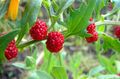 Foto Erdbeer-Sticks Beschreibung, Merkmale und wächst