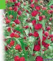 rot Gartenblumen Erdbeer-Sticks, Chenopodium foliosum Foto, Anbau und Beschreibung, Merkmale und wächst