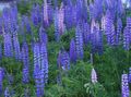 ljusblå Trädgårdsblommor Stream Lupin, Lupinus Fil, uppodling och beskrivning, egenskaper och odling