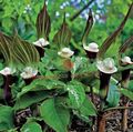Photo Striped Cobra Lily, Chinese Jack-in-the-Pulpit description, characteristics and growing