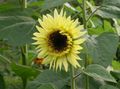 dzeltens Dārza Ziedi Saulespuķe, Helianthus annus Foto, audzēšana un apraksts, raksturlielumi un augošs