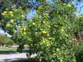 Foto Sonnenblumen, Baum Ringelblume, Wilde Sonnenblumen, Mexikanische Sonnenblume Beschreibung, Merkmale und wächst