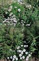 Foto Swan River Gänseblümchen Beschreibung, Merkmale und wächst