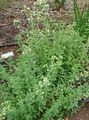 Photo Sweet Marjoram, Knotted Marjoram description, characteristics and growing