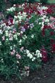 vit Trädgårdsblommor Luktärten, Lathyrus odoratus Fil, uppodling och beskrivning, egenskaper och odling