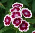 Photo Sweet William description, characteristics and growing