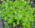 Photo Sweet Woodruff, Our Lady's Lace, Sweetscented Bedstraw description, characteristics and growing