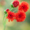 rød Dusk Blomst, Flora For Pensel, Emilia coccinea, Emilia javanica, Cacalia coccinea Bilde, dyrking og beskrivelse, kjennetegn og voksende