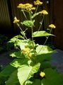 gul Have Blomster Telekia, Gul Oxeye, Heartleaf Oxeye, Telekia speciosa Foto, dyrkning og beskrivelse, egenskaber og voksende