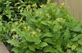 gelb Gartenblumen Krötenlilie, Tricyrtis Foto, Anbau und Beschreibung, Merkmale und wächst