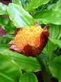 Foto Fackellilie, Blutlilie, Pinsel Lilie, Fußball-Lilie, Powderpuff Lilie, Feuerball Lilie Beschreibung, Merkmale und wächst