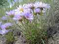 Photo Townsendia, Easter Daisy description, characteristics and growing