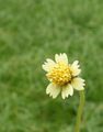 hvid Have Blomster Tridax Foto, dyrkning og beskrivelse, egenskaber og voksende