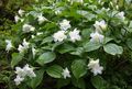 blanco Trillium, Wakerobin, Flor Tri, Birthroot Foto, cultivo y descripción, características y cultivación
