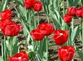 červená Záhradné kvety Tulipán, Tulipa fotografie, pestovanie a popis, vlastnosti a pestovanie