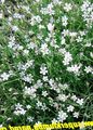 weiß Gartenblumen Tunicflower, Petrorhagia Foto, Anbau und Beschreibung, Merkmale und wächst