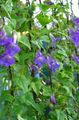 blue Garden Flowers Twining Snapdragon, Creeping Gloxinia, Asarina Photo, cultivation and description, characteristics and growing