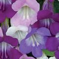 lilac Garden Flowers Twining Snapdragon, Creeping Gloxinia, Asarina Photo, cultivation and description, characteristics and growing