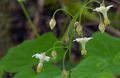 weiß Gartenblumen Vancouveria, Vancouveria hexandra Foto, Anbau und Beschreibung, Merkmale und wächst