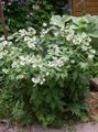 weiß Gartenblumen Virginia Waterleaf, Hydrophyllum virginianum Foto, Anbau und Beschreibung, Merkmale und wächst
