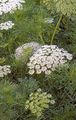 white Garden Flowers Visnaga. Khella. Bishop's Weed, Toothpickweed, Ammi visnaga Photo, cultivation and description, characteristics and growing