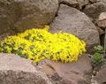 žltá Záhradné kvety Vitaliano, Vitaliana primuliflora fotografie, pestovanie a popis, vlastnosti a pestovanie