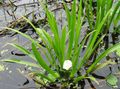 Photo Water Aloe, Water Soldier, Crab's Claw description, characteristics and growing