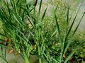 wit Tuin Bloemen Water Weegbree, Alisma plantago-aquatica foto, teelt en beschrijving, karakteristieken en groeiend