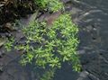 grænt garður blóm Vatn Primrose, Marsh Purslane, Marsh Seedbox, Callitriche palustris mynd, ræktun og lýsing, einkenni og vaxandi
