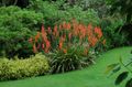 rød Have Blomster Watsonia, Signalhorn Lilje Foto, dyrkning og beskrivelse, egenskaber og voksende