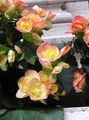 Photo Wax Begonias description, characteristics and growing