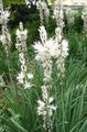 ホワイト 庭の花 白アスフォデル, Asphodelus フォト, 栽培 と 説明, 特性 と 成長
