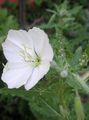 Photo White Buttercup, Pale Evening Primrose description, characteristics and growing
