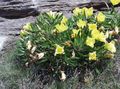 желтый Садовые Цветы Энотера однолетняя, Oenothera Фото, культивация и описание, характеристика и выращивание
