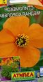 oranžna Vrtno Cvetje Veter Mak, Stylomecon heterophyllum fotografija, gojenje in opis, značilnosti in rast